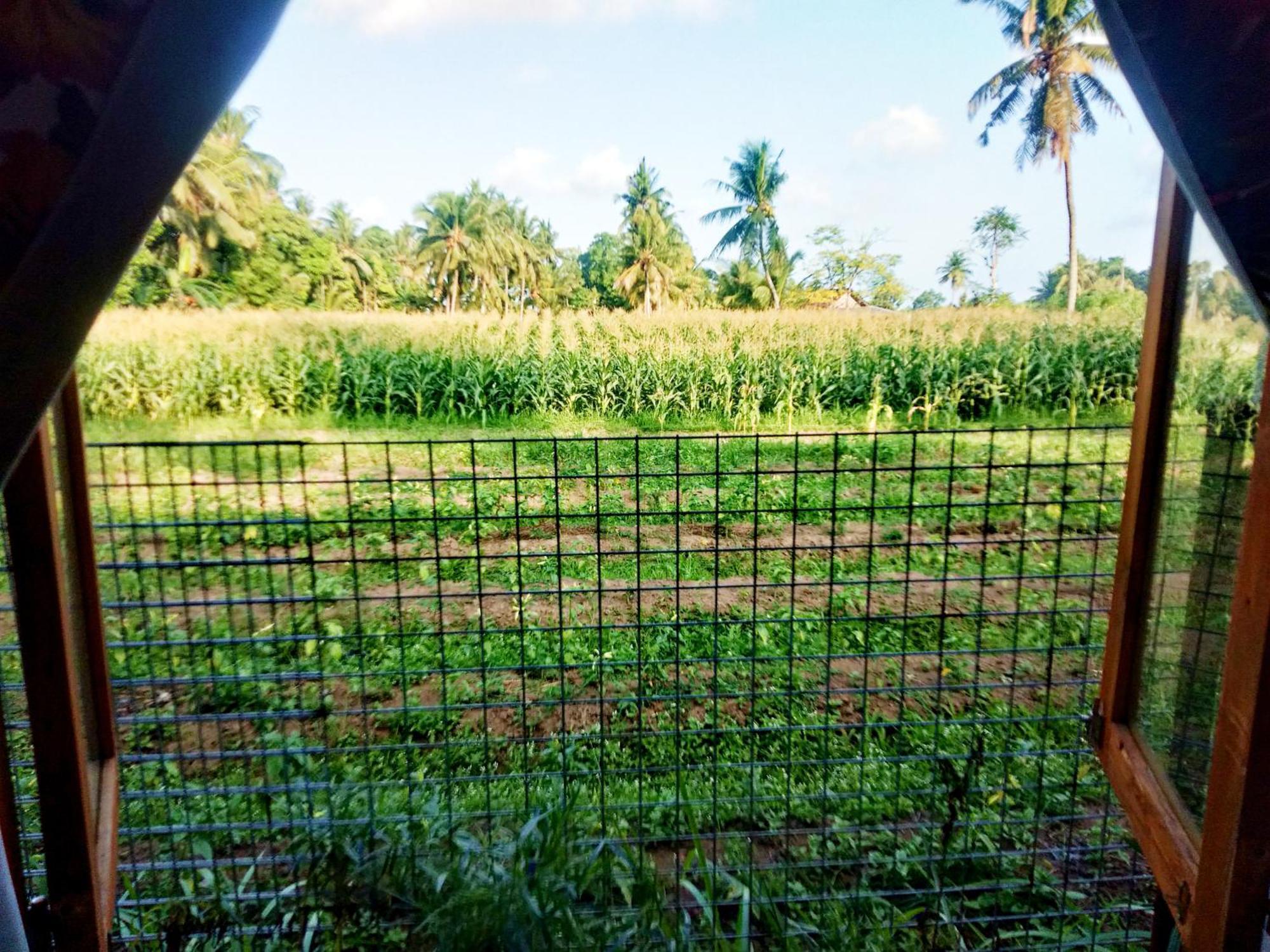 Wooden Kemiren Homestay Banyuwangi Banyuwangi  Exteriör bild