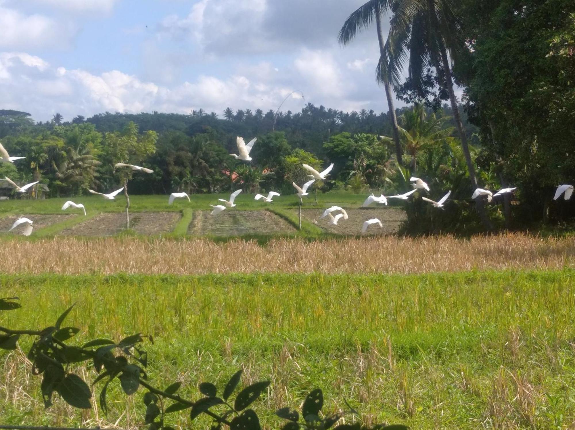 Wooden Kemiren Homestay Banyuwangi Banyuwangi  Exteriör bild